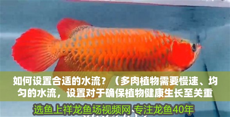 如何設置合適的水流？（多肉植物需要慢速、均勻的水流，設置對于確保植物健康生長至關重要）