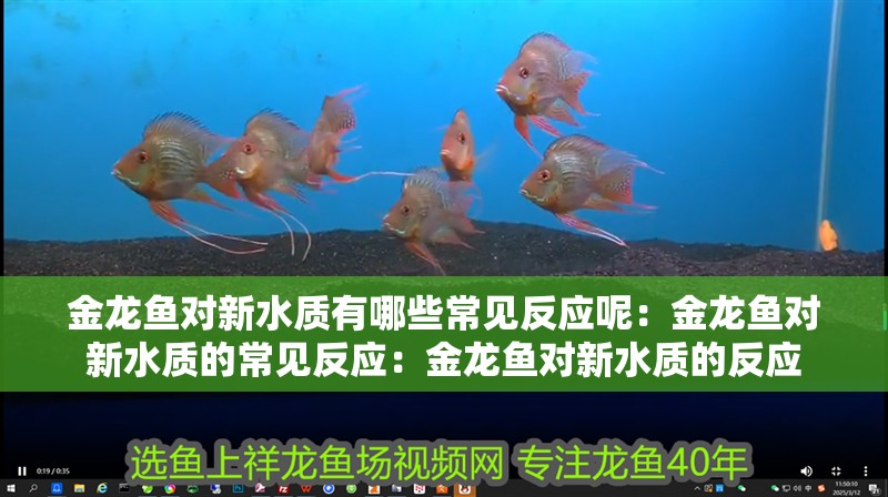 金龍魚對新水質(zhì)有哪些常見反應(yīng)呢：金龍魚對新水質(zhì)的常見反應(yīng)：金龍魚對新水質(zhì)的反應(yīng)