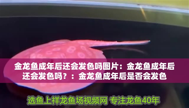 金龍魚成年后還會(huì)發(fā)色嗎圖片：金龍魚成年后還會(huì)發(fā)色嗎？：金龍魚成年后是否會(huì)發(fā)色