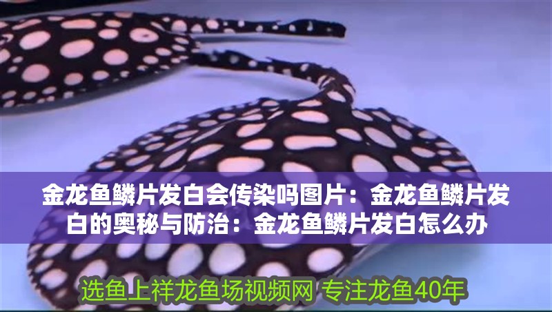 金龍魚鱗片發白會傳染嗎圖片：金龍魚鱗片發白的奧秘與防治：金龍魚鱗片發白怎么辦