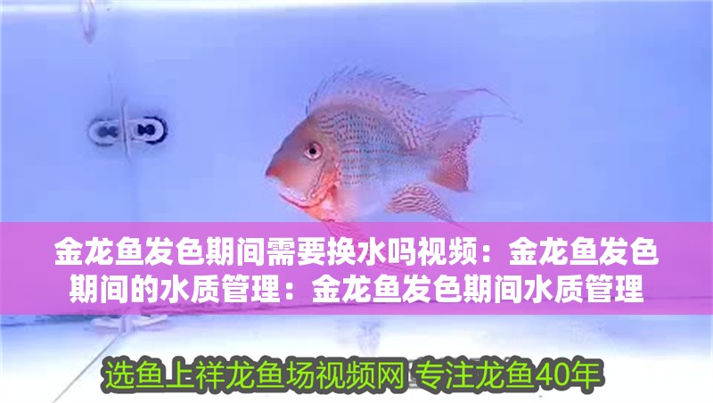 金龍魚發(fā)色期間需要換水嗎視頻：金龍魚發(fā)色期間的水質管理：金龍魚發(fā)色期間水質管理