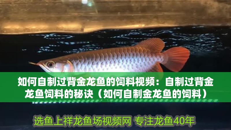 如何自制過背金龍魚的飼料視頻：自制過背金龍魚飼料的秘訣（如何自制金龍魚的飼料）