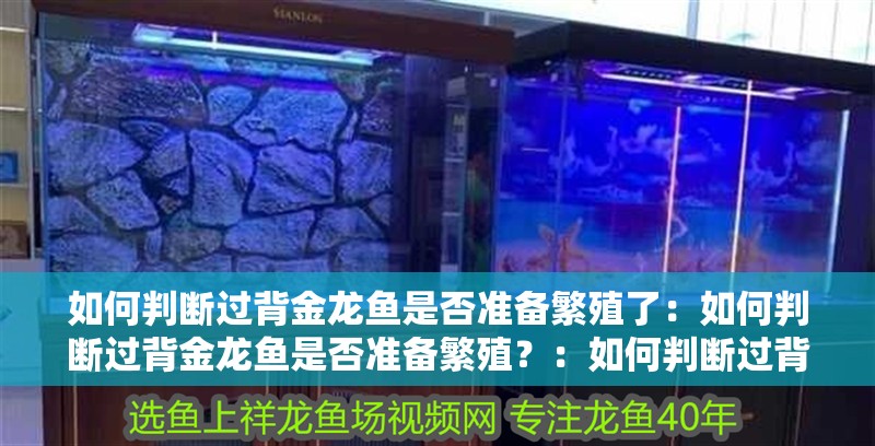 如何判斷過背金龍魚是否準備繁殖了：如何判斷過背金龍魚是否準備繁殖？：如何判斷過背金龍魚是否準備好繁殖