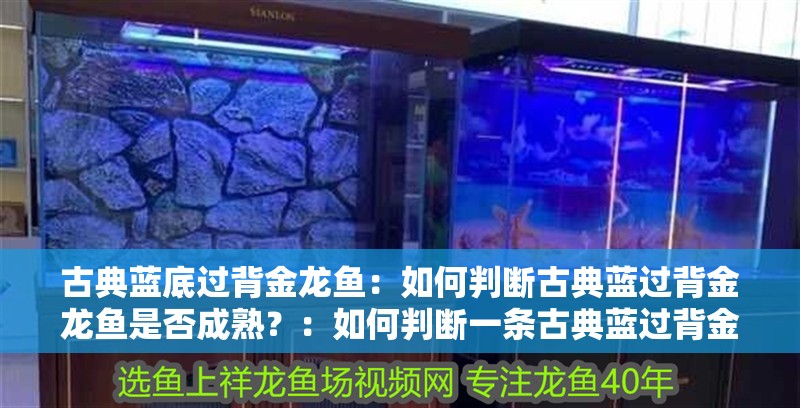 古典藍底過背金龍魚：如何判斷古典藍過背金龍魚是否成熟？：如何判斷一條古典藍過背金龍魚