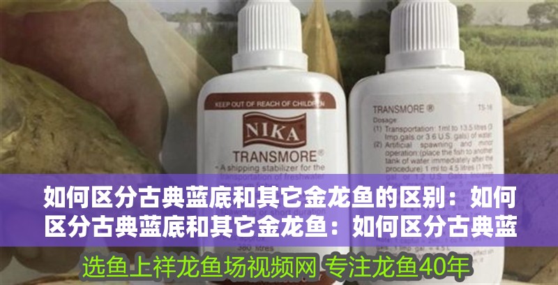 如何區(qū)分古典藍(lán)底和其它金龍魚的區(qū)別：如何區(qū)分古典藍(lán)底和其它金龍魚：如何區(qū)分古典藍(lán)底金龍魚