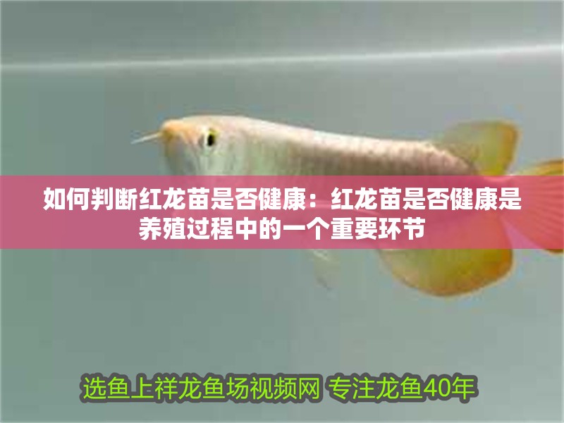 如何判斷紅龍苗是否健康：紅龍苗是否健康是養(yǎng)殖過程中的一個(gè)重要環(huán)節(jié)
