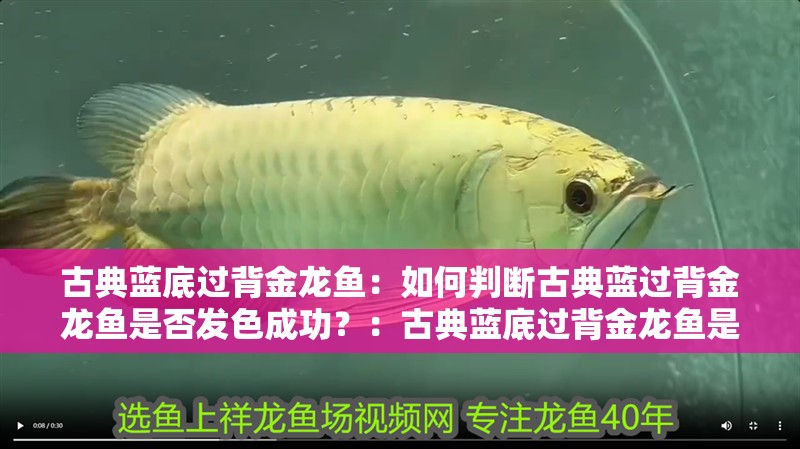古典藍底過背金龍魚：如何判斷古典藍過背金龍魚是否發色成功？：古典藍底過背金龍魚是否成功發色成功發色的重要因素