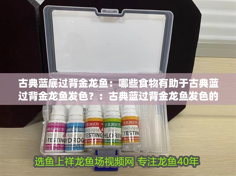 古典藍底過背金龍魚：哪些食物有助于古典藍過背金龍魚發色？：古典藍過背金龍魚發色的食物包括omega-3脂肪酸