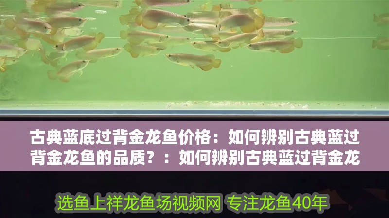 古典藍底過背金龍魚價格：如何辨別古典藍過背金龍魚的品質？：如何辨別古典藍過背金龍魚
