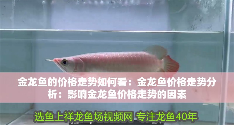 金龍魚的價格走勢如何看：金龍魚價格走勢分析：影響金龍魚價格走勢的因素