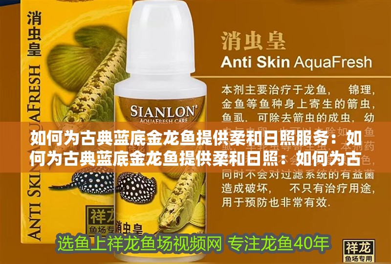如何為古典藍底金龍魚提供柔和日照服務：如何為古典藍底金龍魚提供柔和日照：如何為古典藍底金龍魚提供柔和日照