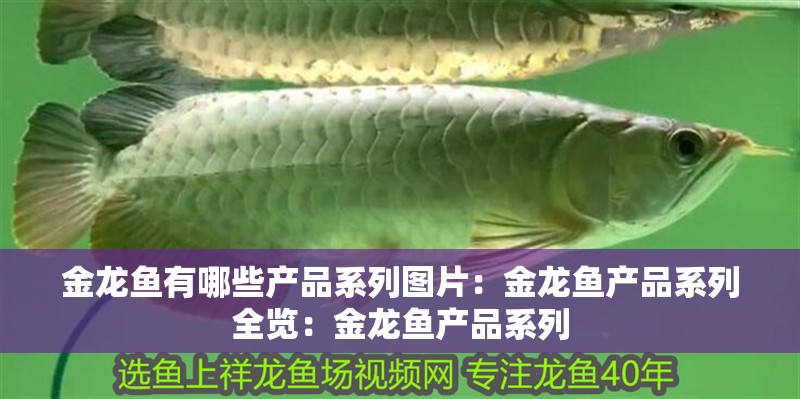 金龍魚有哪些產品系列圖片：金龍魚產品系列全覽：金龍魚產品系列