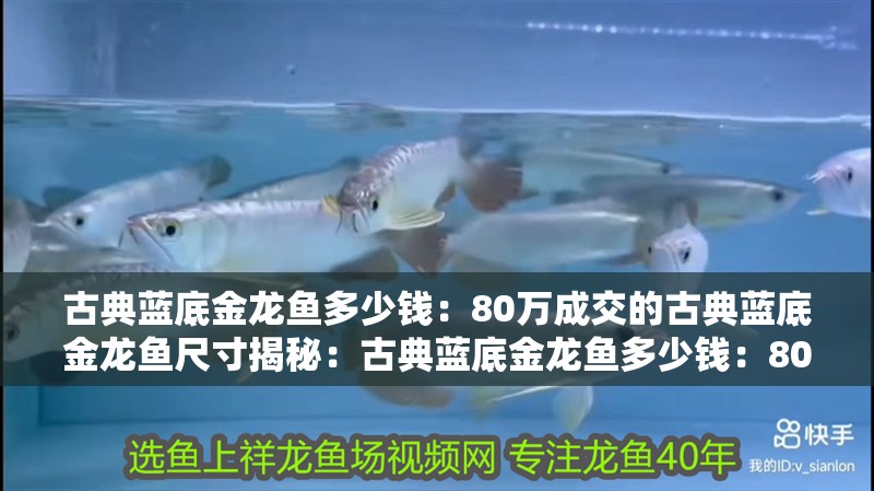 古典藍(lán)底金龍魚(yú)多少錢：80萬(wàn)成交的古典藍(lán)底金龍魚(yú)尺寸揭秘：古典藍(lán)底金龍魚(yú)多少錢：80萬(wàn)成交的古典藍(lán)底金龍魚(yú)