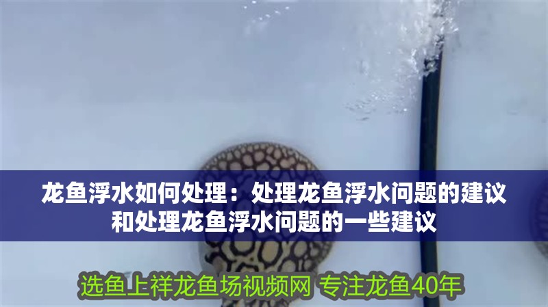 龍魚浮水如何處理：處理龍魚浮水問題的建議和處理龍魚浮水問題的一些建議