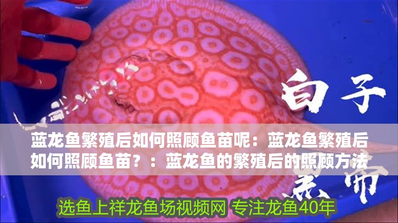 藍龍魚繁殖后如何照顧魚苗呢：藍龍魚繁殖后如何照顧魚苗？：藍龍魚的繁殖后的照顧方法