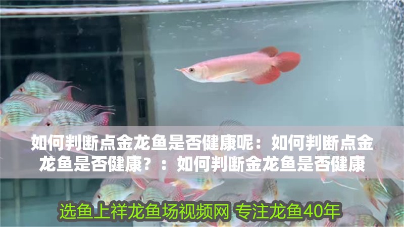 如何判斷點金龍魚是否健康呢：如何判斷點金龍魚是否健康？：如何判斷金龍魚是否健康
