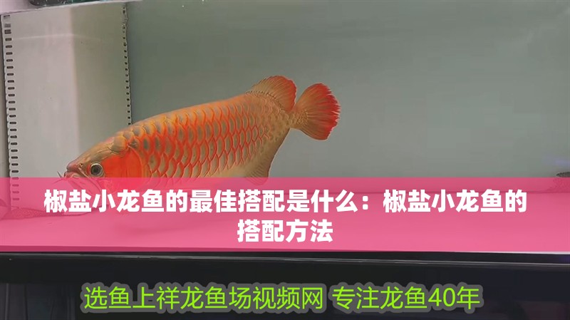 椒鹽小龍魚的最佳搭配是什么：椒鹽小龍魚的搭配方法 椒鹽小龍魚的最佳搭配是什么：椒鹽小龍魚的搭配方法 龍魚百科