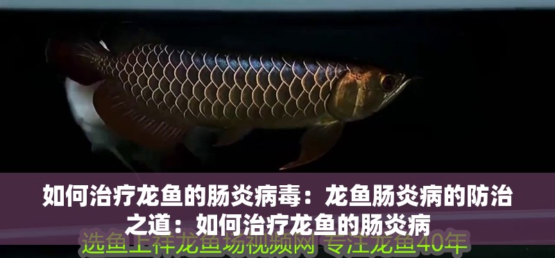 如何治療龍魚的腸炎病毒：龍魚腸炎病的防治之道：如何治療龍魚的腸炎病
