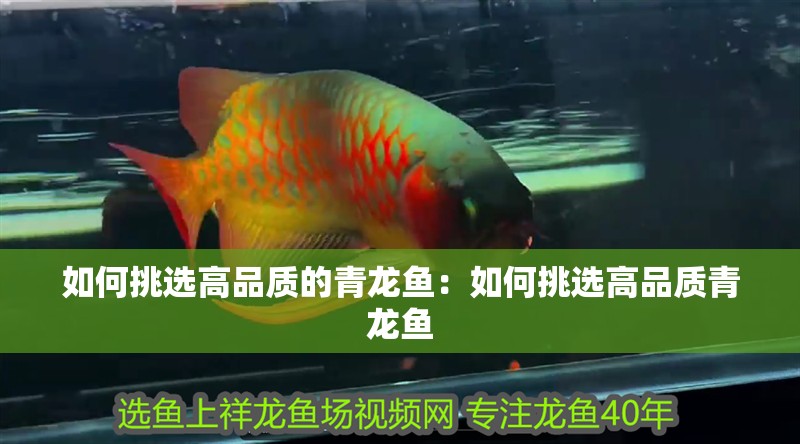 如何挑選高品質的青龍魚：如何挑選高品質青龍魚