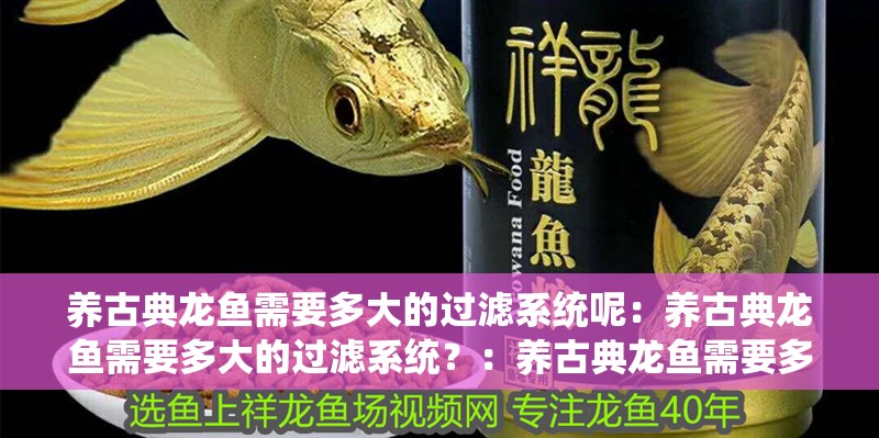 養古典龍魚需要多大的過濾系統呢：養古典龍魚需要多大的過濾系統？：養古典龍魚需要多大的過濾系統？