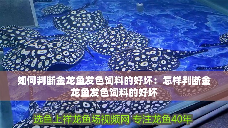 如何判斷金龍魚發色飼料的好壞：怎樣判斷金龍魚發色飼料的好壞