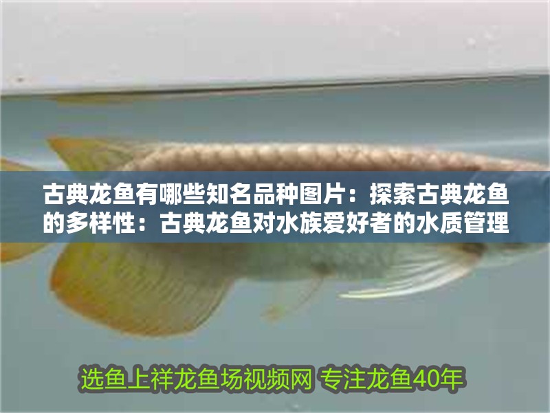 古典龍魚有哪些知名品種圖片：探索古典龍魚的多樣性：古典龍魚對水族愛好者的水質管理
