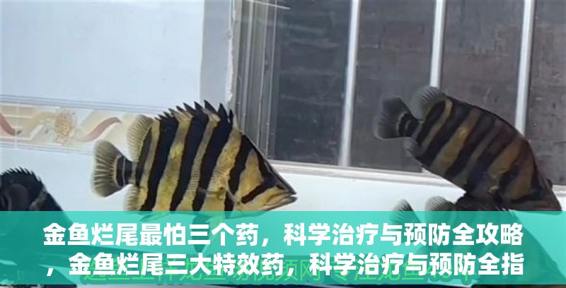 金魚爛尾最怕三個藥，科學治療與預防全攻略，金魚爛尾三大特效藥，科學治療與預防全指南