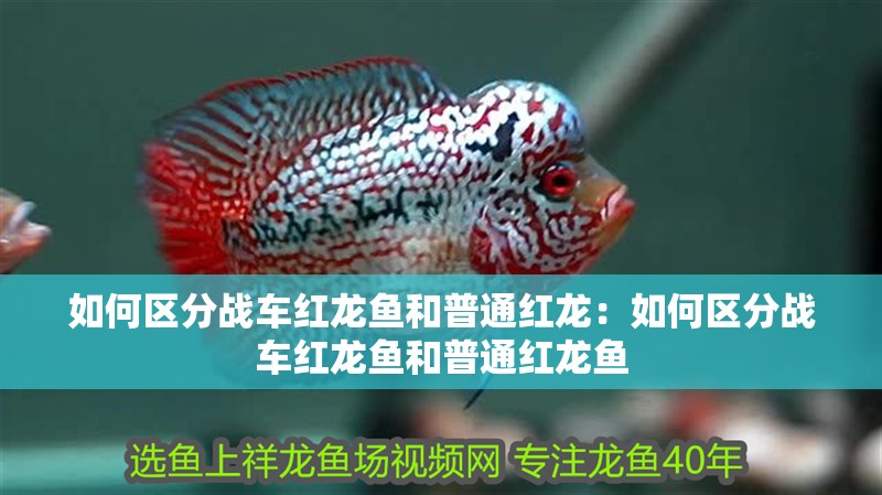 如何區(qū)分戰(zhàn)車紅龍魚和普通紅龍：如何區(qū)分戰(zhàn)車紅龍魚和普通紅龍魚