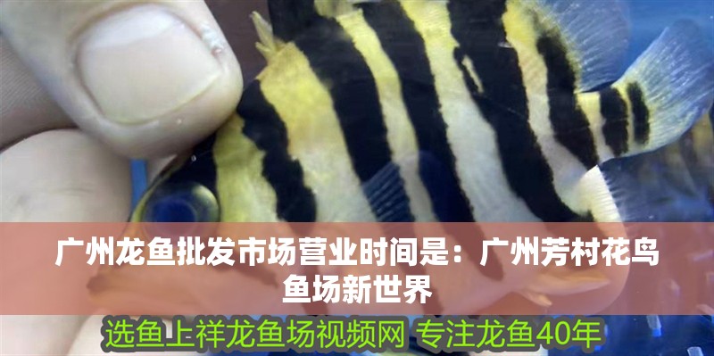 廣州龍魚批發(fā)市場(chǎng)營(yíng)業(yè)時(shí)間是：廣州芳村花鳥魚場(chǎng)新世界 廣州龍魚批發(fā)市場(chǎng)營(yíng)業(yè)時(shí)間是：廣州芳村花鳥魚場(chǎng)新世界 龍魚百科