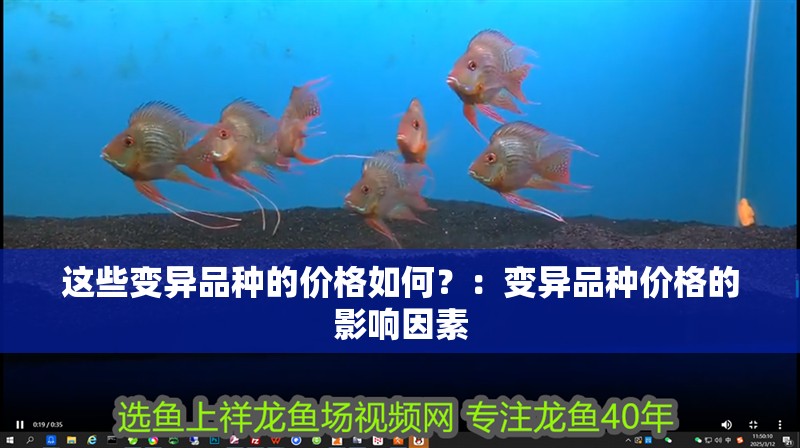 這些變異品種的價格如何？：變異品種價格的影響因素