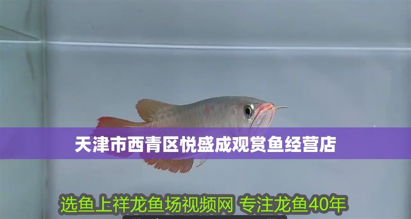 天津市<strong><mark>西青</mark></strong>區(qū)悅盛成觀賞魚經(jīng)營店