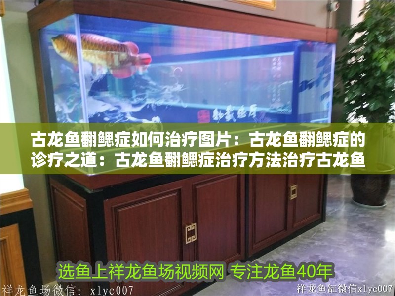 古龍魚翻鰓癥如何治療圖片：古龍魚翻鰓癥的診療之道：古龍魚翻鰓癥治療方法治療古龍魚翻鰓癥的治療方法