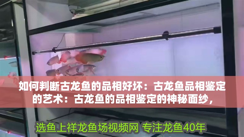 如何判斷古龍魚的品相好壞：古龍魚品相鑒定的藝術：古龍魚的品相鑒定的神秘面紗，