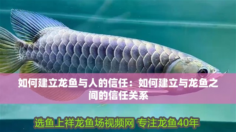 如何建立龍魚與人的信任：如何建立與龍魚之間的信任關系