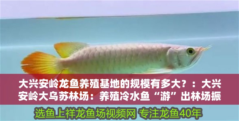 大興安嶺龍魚(yú)養(yǎng)殖基地的規(guī)模有多大？：大興安嶺大烏蘇林場(chǎng)：養(yǎng)殖冷水魚(yú)“游”出林場(chǎng)振興新路 大興安嶺龍魚(yú)養(yǎng)殖基地的規(guī)模有多大？：大興安嶺大烏蘇林場(chǎng)：養(yǎng)殖冷水魚(yú)“游”出林場(chǎng)振興新路 龍魚(yú)百科
