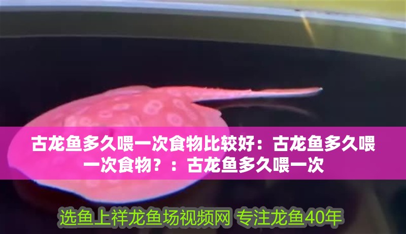 古龍魚多久喂一次食物比較好：古龍魚多久喂一次食物？：古龍魚多久喂一次
