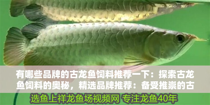 有哪些品牌的古龍魚飼料推薦一下：探索古龍魚飼料的奧秘，精選品牌推薦：備受推崇的古龍魚飼料品牌古龍魚飼料品牌古龍魚飼料