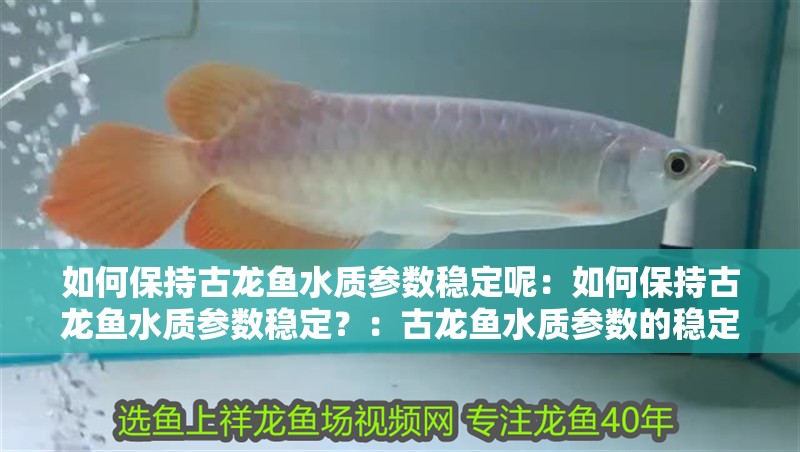 如何保持古龍魚水質(zhì)參數(shù)穩(wěn)定呢：如何保持古龍魚水質(zhì)參數(shù)穩(wěn)定？：古龍魚水質(zhì)參數(shù)的穩(wěn)定不僅關(guān)系到古龍魚的健康至關(guān)重要
