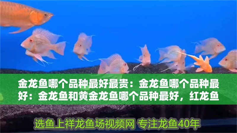 金龍魚哪個品種最好最貴：金龍魚哪個品種最好：金龍魚和黃金龍魚哪個品種最好，紅龍魚和銀龍魚哪個品種最好