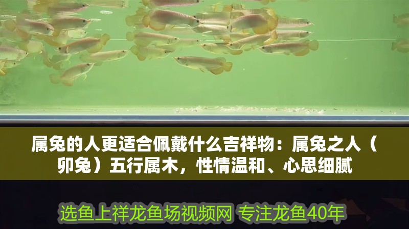 屬兔的人更適合佩戴什么吉祥物：屬兔之人（卯兔）五行屬木，性情溫和、心思細(xì)膩