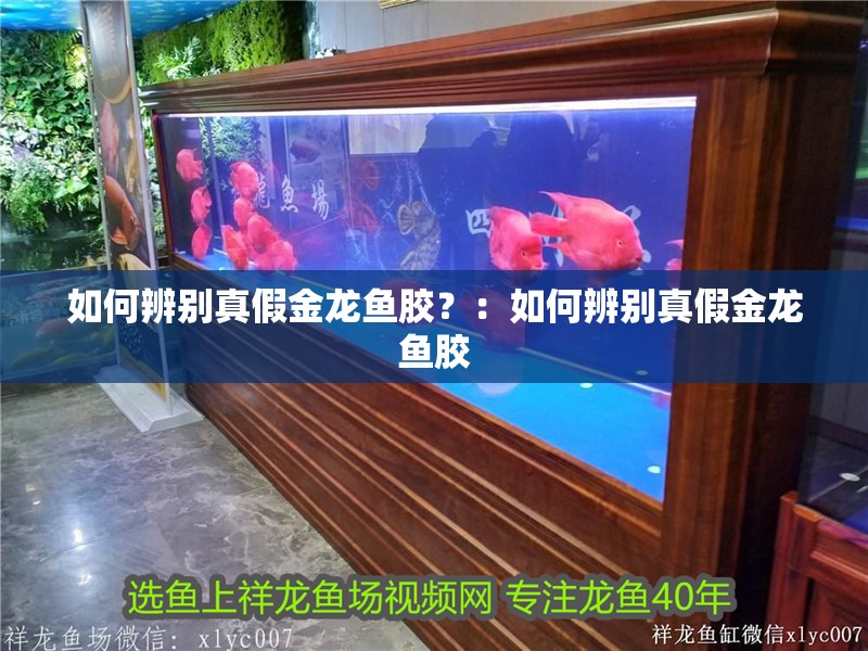 如何辨別真假金龍魚膠？：如何辨別真假金龍魚膠