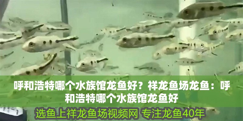 呼和浩特哪個(gè)水族館龍魚好？祥龍魚場(chǎng)龍魚：呼和浩特哪個(gè)水族館龍魚好