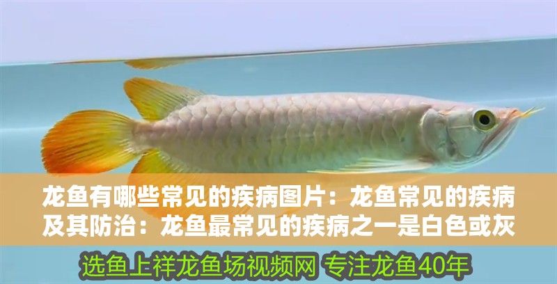 龍魚有哪些常見的疾病圖片：龍魚常見的疾病及其防治：龍魚最常見的疾病之一是白色或灰色斑點,游動緩慢停止