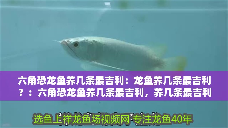 給大魚缸換水的作文:體驗給大魚缸換水的樂趣:體驗給大魚缸換水:給大魚缸換水的作文 六角恐龍魚養幾條最吉利:龍魚養幾條最吉利?:六角恐龍魚養幾條最吉利,養幾條最吉利, 水族問答 六角恐龍魚養幾條最吉利:龍魚養幾條最吉利?:六角恐龍魚養幾條最吉利,養幾條最吉利, 六角恐龍魚養幾條最吉利:龍魚養幾條最吉利?:六角恐龍魚養幾條最吉利,養幾條最吉利, 水族問答