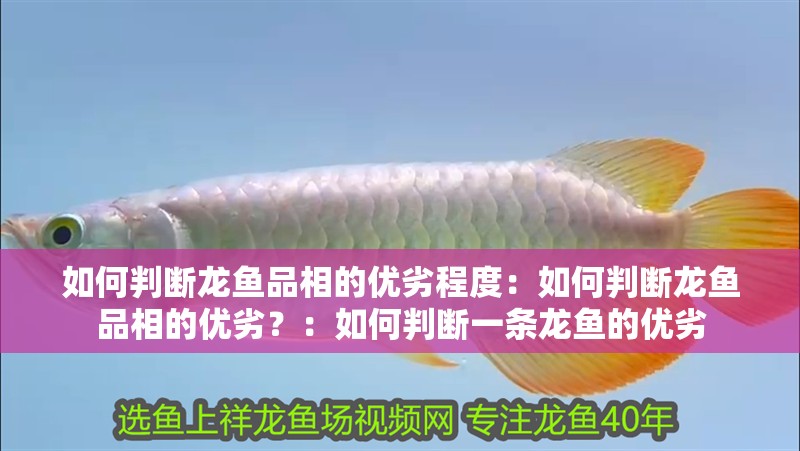 如何判斷龍魚品相的優劣程度：如何判斷龍魚品相的優劣？：如何判斷一條龍魚的優劣