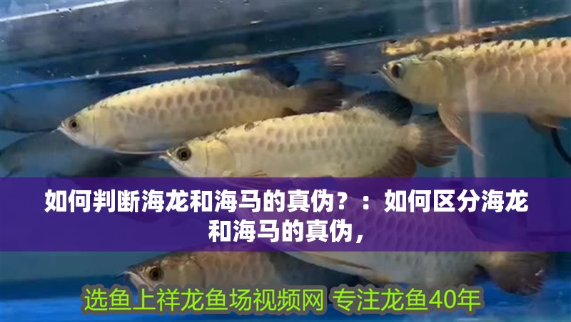 如何判斷海龍和海馬的真偽？：如何區分海龍和海馬的真偽， 如何判斷海龍和海馬的真偽？：如何區分海龍和海馬的真偽， 龍魚百科