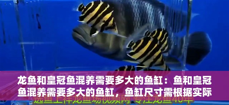 龍魚(yú)和皇冠魚(yú)混養(yǎng)需要多大的魚(yú)缸：魚(yú)和皇冠魚(yú)混養(yǎng)需要多大的魚(yú)缸，魚(yú)缸尺寸需根據(jù)實(shí)際情況調(diào)整