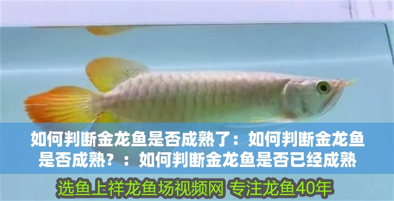 如何判斷金龍魚是否成熟了：如何判斷金龍魚是否成熟？：如何判斷金龍魚是否已經成熟 如何判斷金龍魚是否成熟了：如何判斷金龍魚是否成熟？：如何判斷金龍魚是否已經成熟 水族問答
