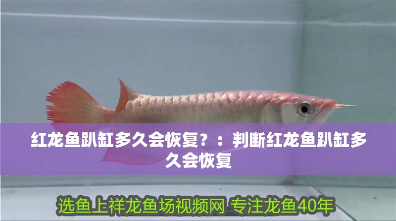 紅龍魚趴缸多久會恢復？：判斷紅龍魚趴缸多久會恢復