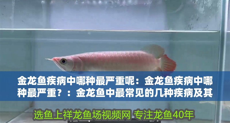 金龍魚疾病中哪種最嚴(yán)重呢：金龍魚疾病中哪種最嚴(yán)重？：金龍魚中最常見的幾種疾病及其嚴(yán)重性，養(yǎng)魚者應(yīng)及時(shí)隔離治療